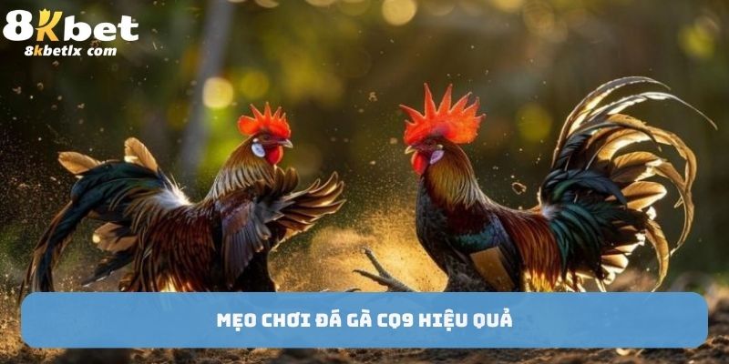 Mẹo chơi đá gà CQ9 hiệu quả